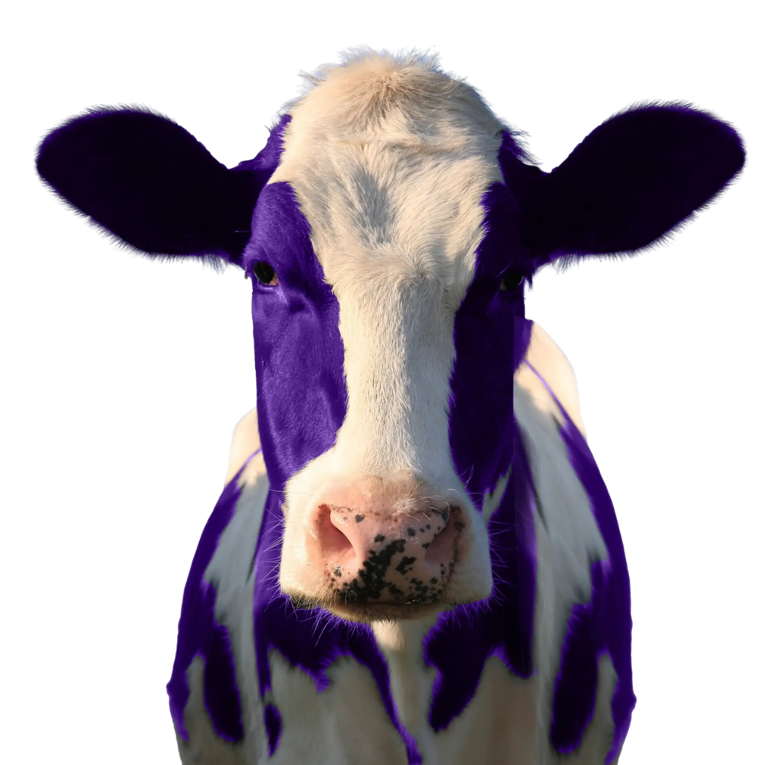 Home Purple Cow Internet 